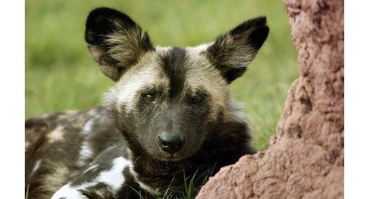 Canine Quintet Move to Whipsnade